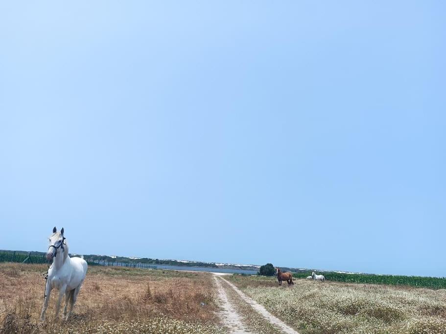 Gafanha da Boa Hora Casa Da Mareriaヴィラ エクステリア 写真